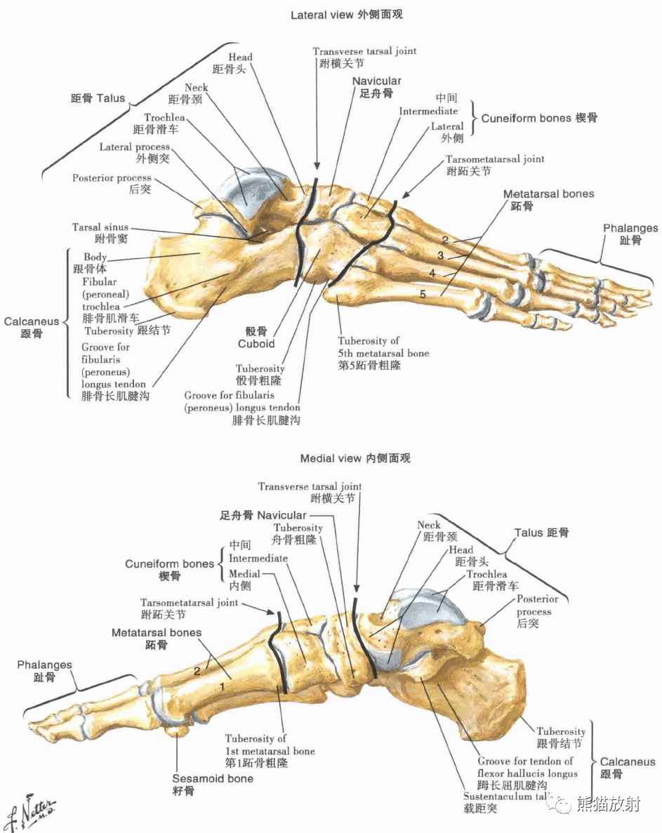 超清晰的下肢(小腿,踝与足)解剖图