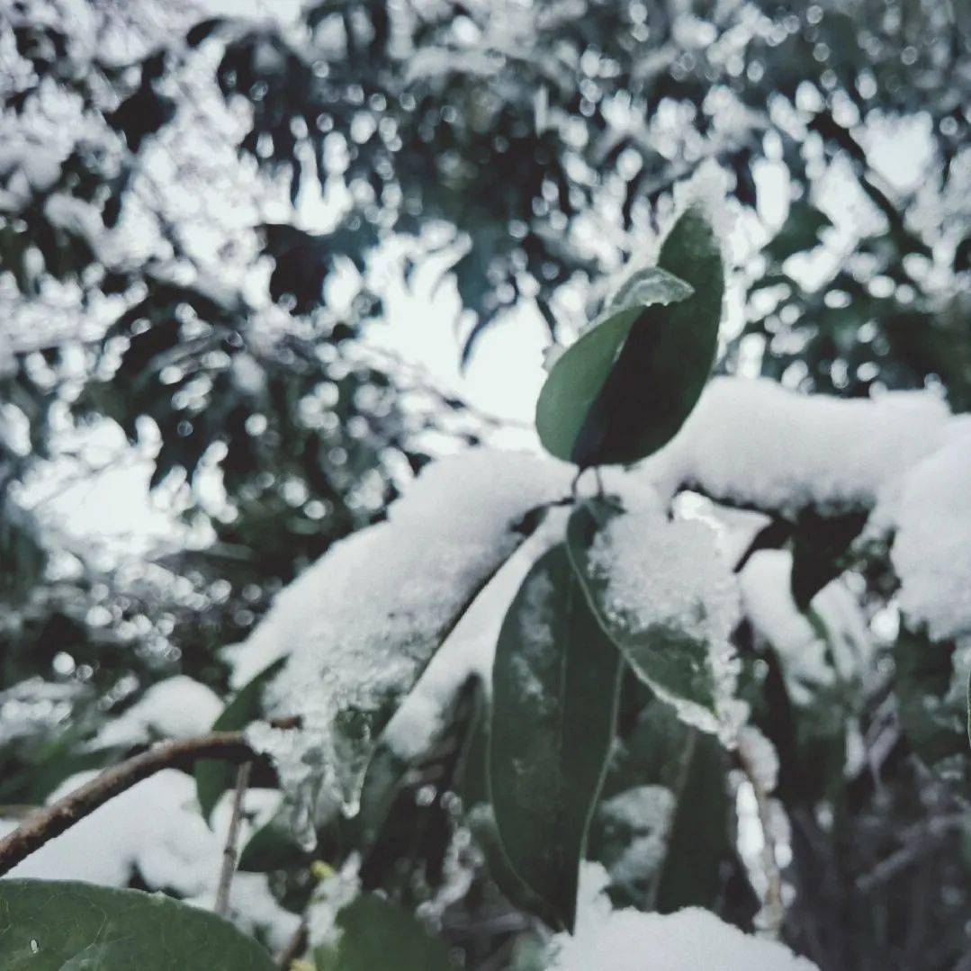 铃什么雪成语(3)