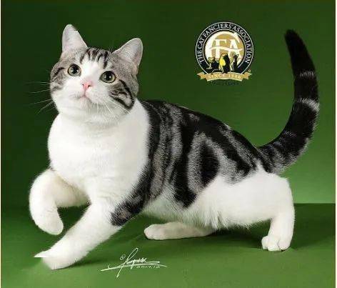 猫品种之美国短毛猫