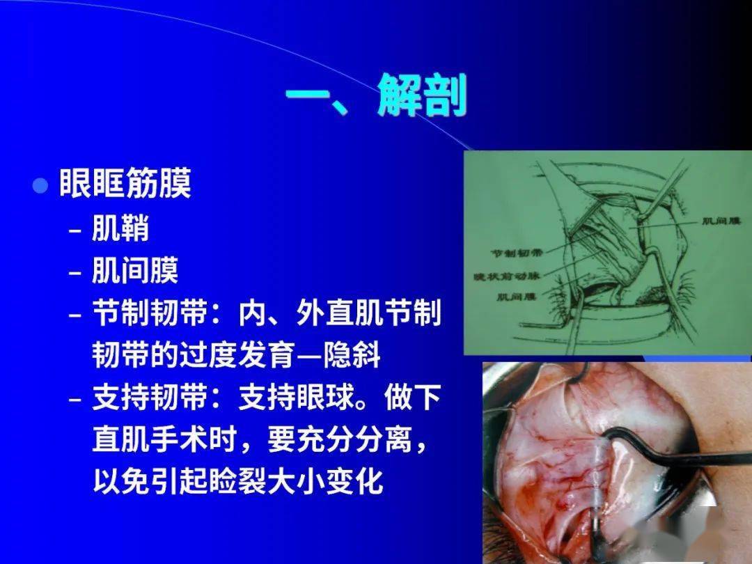 眼外肌解剖与运动生理