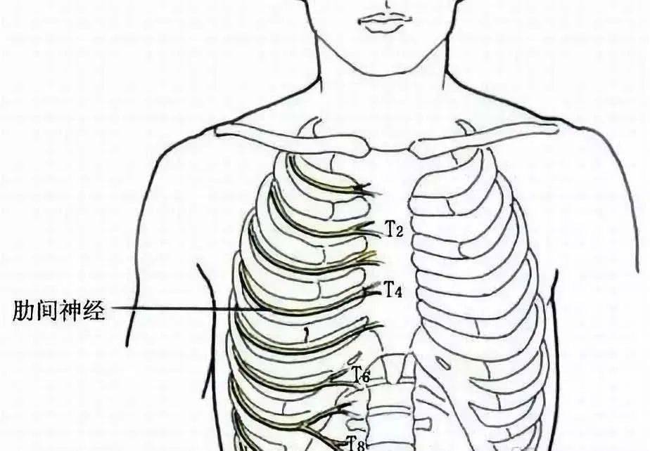 强直性脊柱炎等疾病可继发根性的肋间神经痛;肋骨,纵膈或胸膜病变会