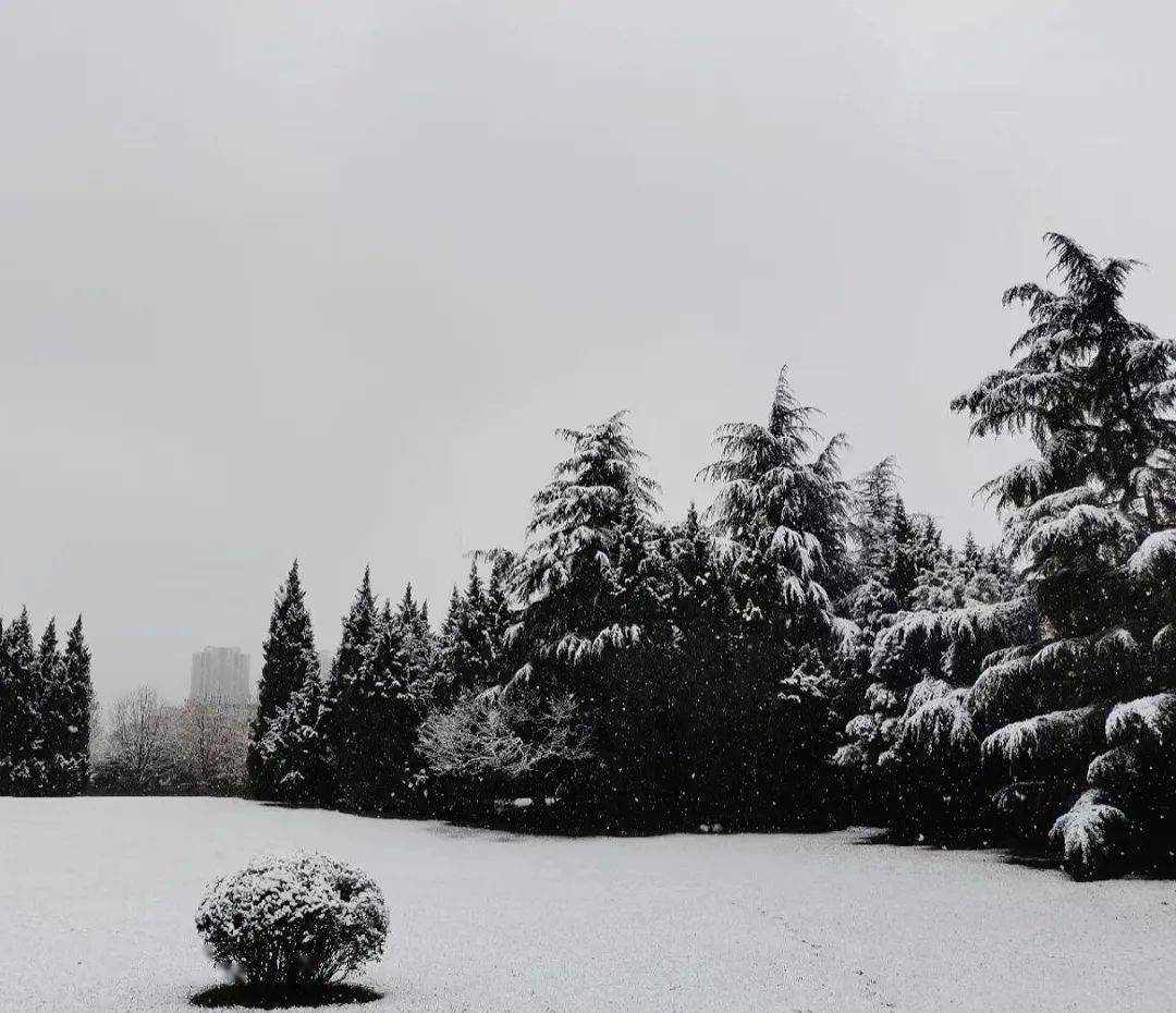 北方的冬天已经凛然而至,仿佛欧亚的初雪相是姗姗来迟的,她没有那么