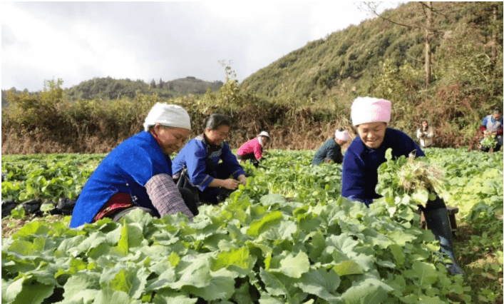 三都石板村人口_成都市石板滩镇马家村