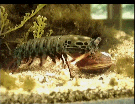 皮皮虾的"大表哥"螳螂虾,人称海底平头哥,到底有多厉害?