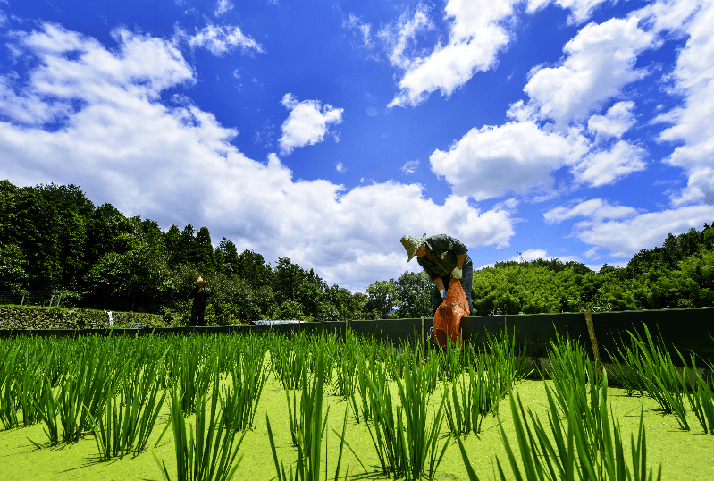 绍根人口地_地缚花子君赤根葵头像(3)