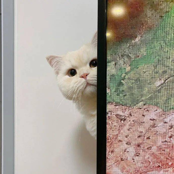 上个厕所都要被猫咪偷瞄,一定隐私都没有了