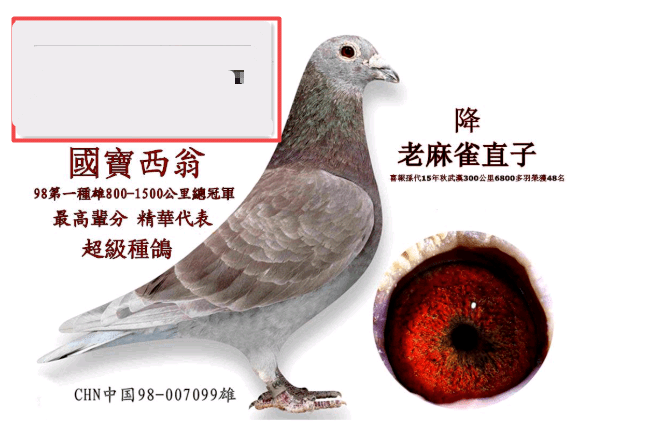 西翁鸽系,中国超远程赛事传奇的缔造者