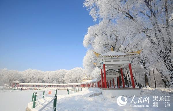 雪后哈尔滨现"树挂"景观