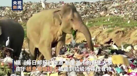 斯里兰卡野生大象翻垃圾觅食 胃里都是塑料