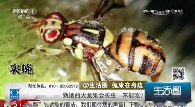 【视频】扬州女子火龙果里吃出活蛆!超市表示