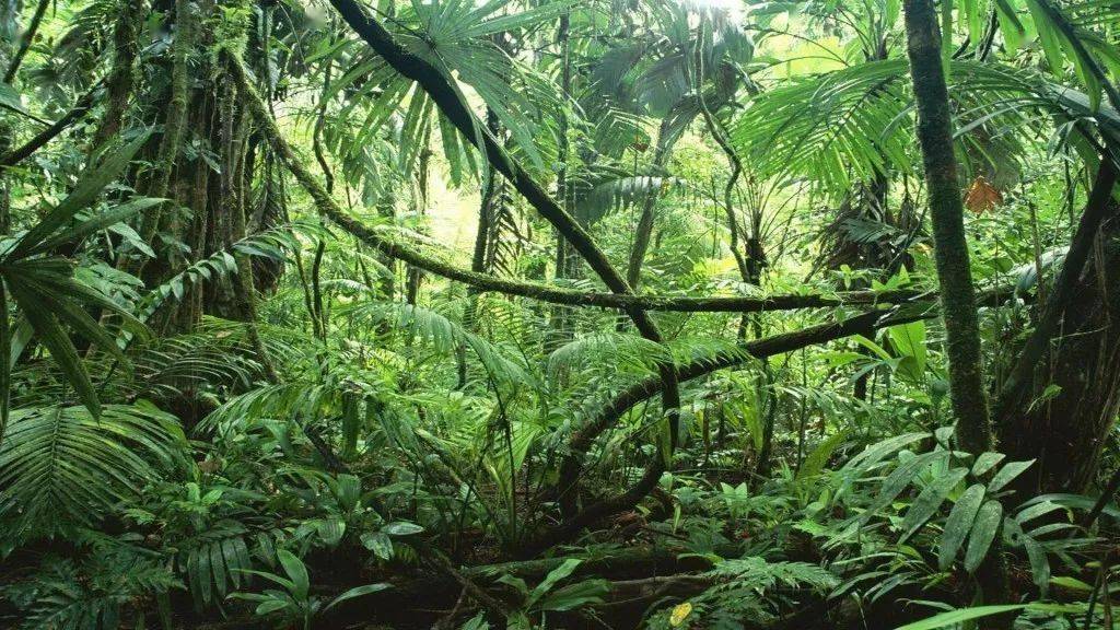 地球的一抹原谅色,什么是热带雨林?