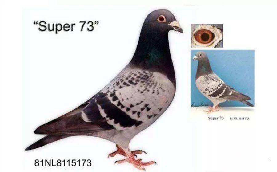 0020b5d00ee04c879ec82ce202dcf91d.jpeg