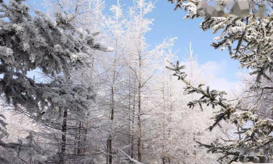 通渭:"华岭雾凇"似水墨" 雪韵妖娆"如诗画