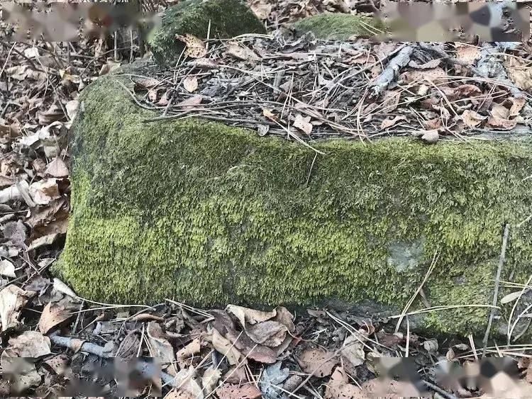 远丹什么成语_成语故事图片(2)