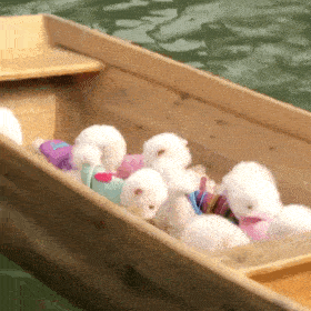 可爱表情包 | 小奶狗表情包(八)