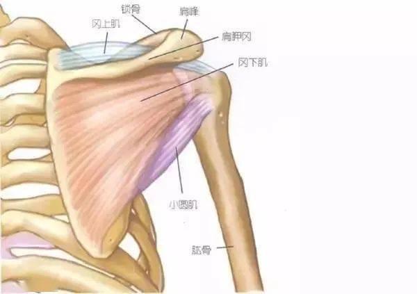 上臂疼痛要考虑肩胛背面三肌