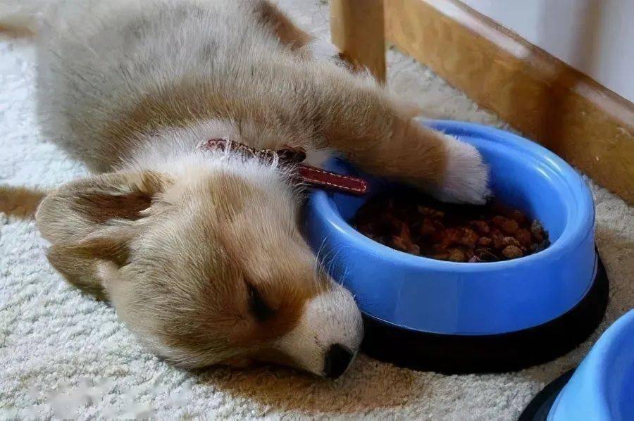 怎么教狗狗不乱尿尿 f30d7bdf083f4a0fb747d00be50ca621.jpeg