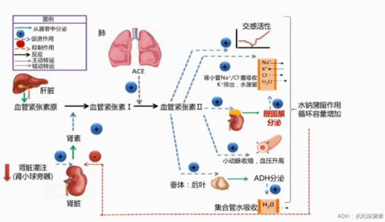 规范hfref的药物治疗—raas抑制剂与mra_手机搜狐网