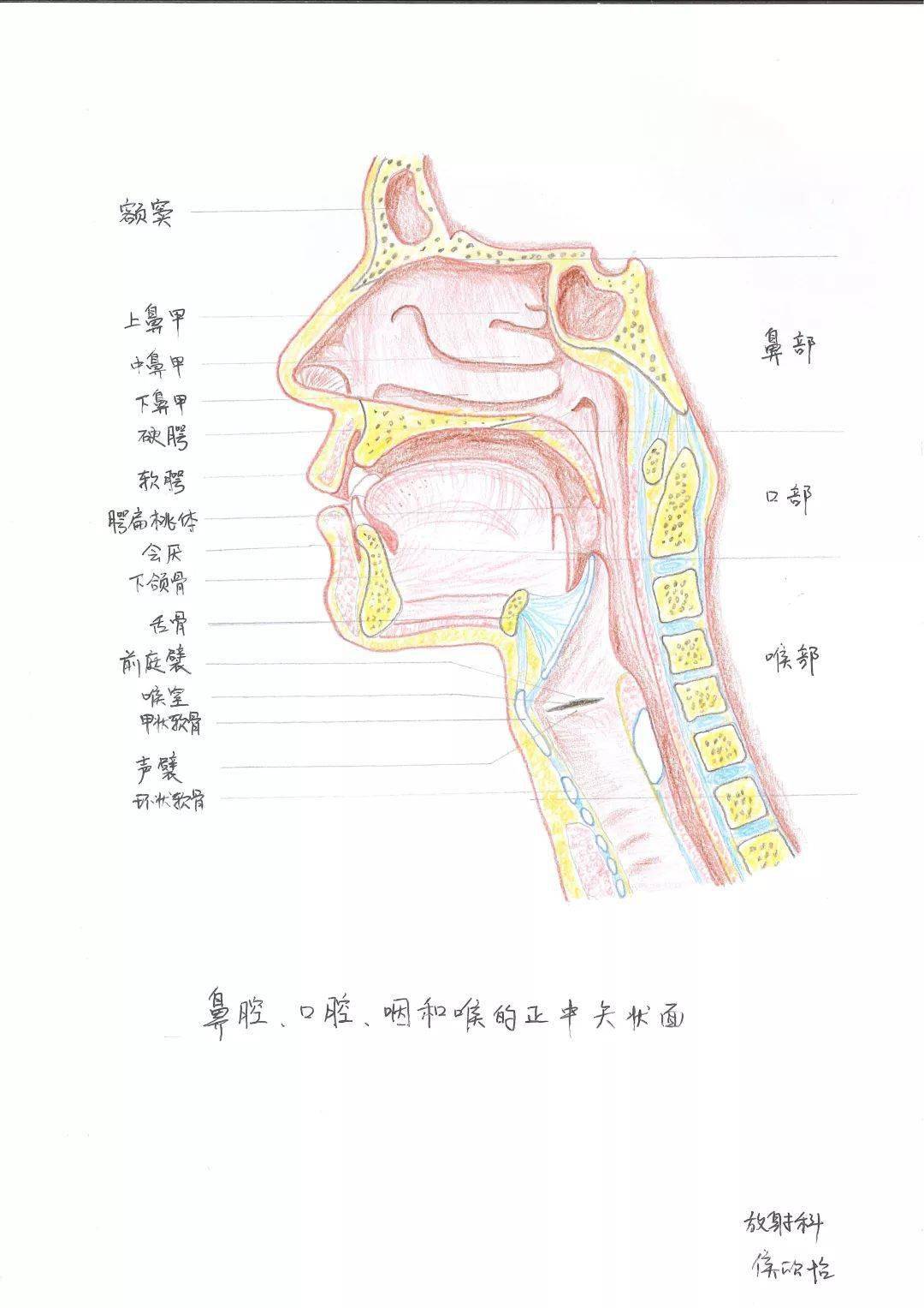 手绘人体解剖图