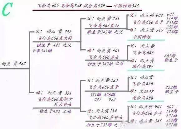 最硬核【信鸽育种回血公式图】 不看后悔!