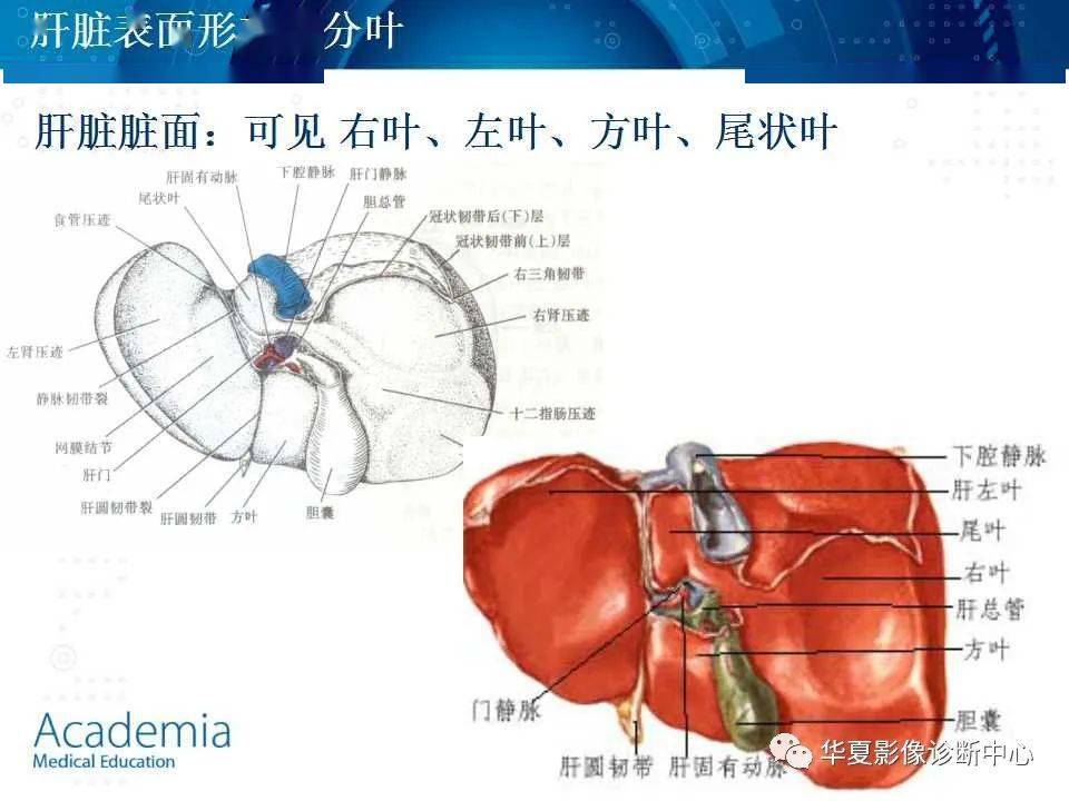 肝脏的基本解剖及分段