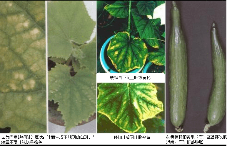 【顺丰科普】植物元素缺素症状