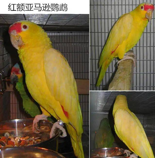 红额亚马逊鹦鹉又出新品种,红帽配金黄身,让人大开眼界