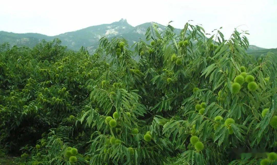 黄墩镇人口_人口普查(2)