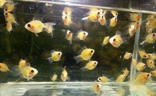 金波子饲养指南：换水技巧与喂食要点，如何避免白点病和肠炎？