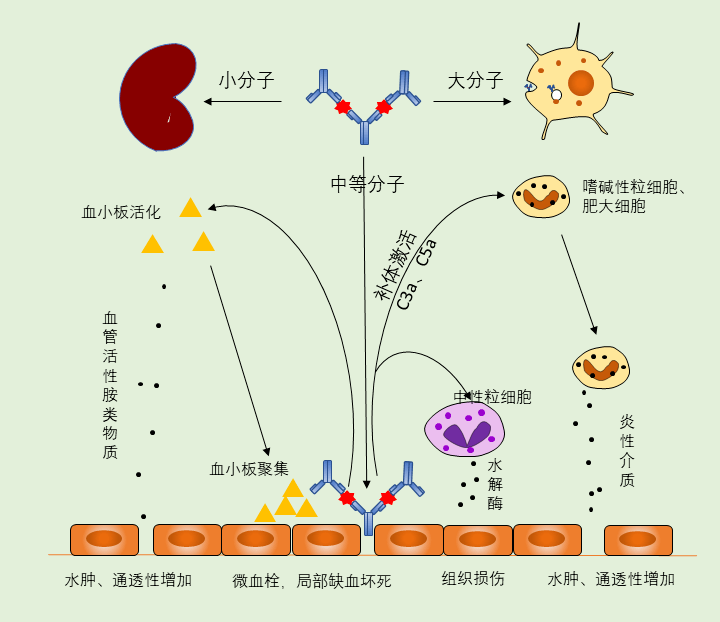 4.iv 型超敏反应(迟发型)