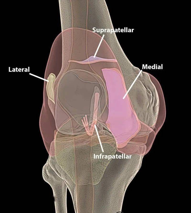 髌上,髌下,髌内,髌外侧滑膜皱襞立体示意图.