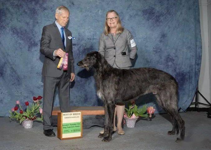 每日一王者dhugal年轻的美国akc苏格兰猎鹿犬公犬排行一