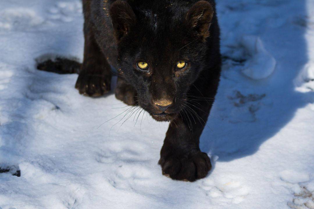 初雪到货猛兽萌兽戏雪图请签收