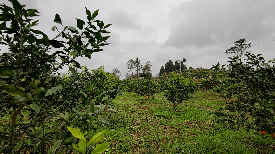 塔水镇双石村种植大户 李制平据了解,该果园占地30余亩,种植有爱媛38