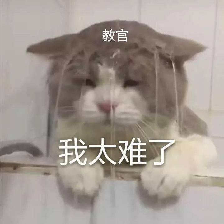 31b64245690548d7a2c5e27922af413a.jpeg