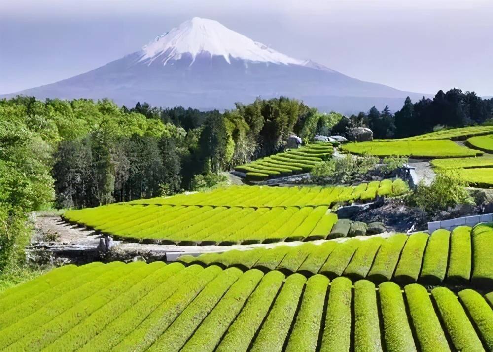 被神话的日本农业:早已举步维艰,靠机械,化肥,农药勉强续命