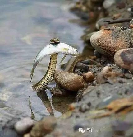 蛇是怎么游泳的 e3db66c9e24741fdab19bb064717141b.jpeg