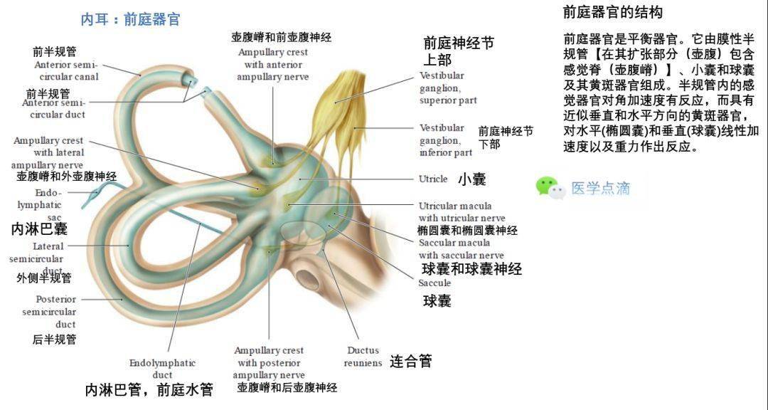 壶腹和壶腹嵴的结构椭圆囊和球囊结构前庭感觉细胞的刺激转导前庭