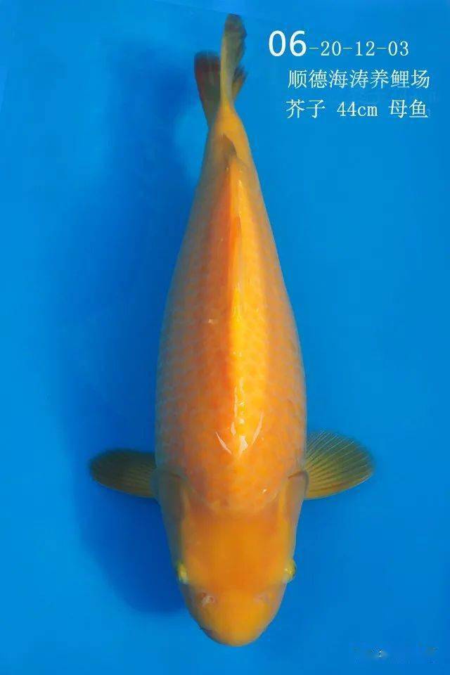 鱼的视频全程高清 607adc160c8c4df6afc8f2dae45d304e.jpeg