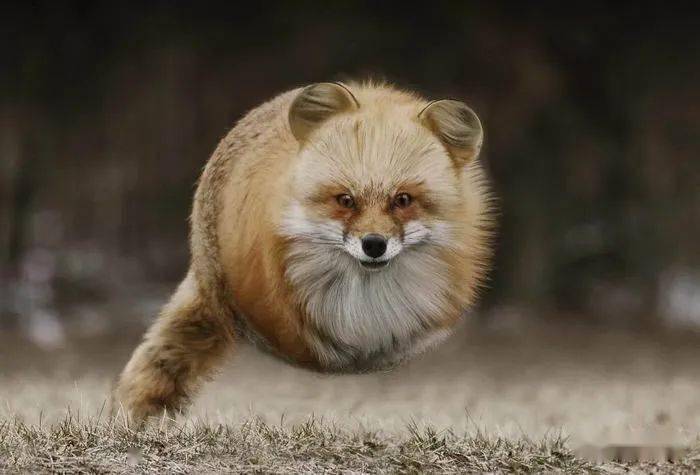 
如果这个星球上的所有动物都是胖胖的 他们会是什么样子？“bsports必一体育”(图6)