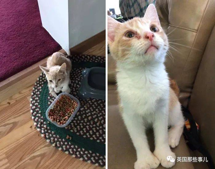 怎么自己在家给猫咪绝育 622f2320994444bfb5a9696bea3a7224.jpeg