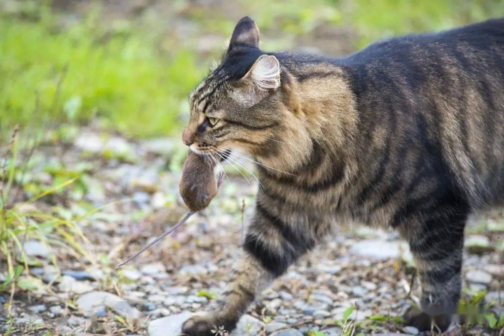 狸花猫的优缺点大汇总看完保你秒懂