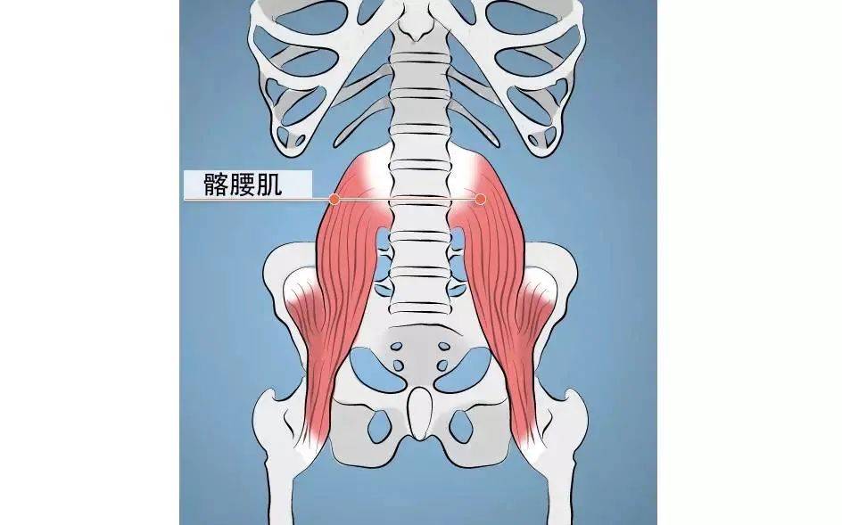 其实,导致你这些体式练习不好,很大一部分原因是因为你的 髂腰肌无力!