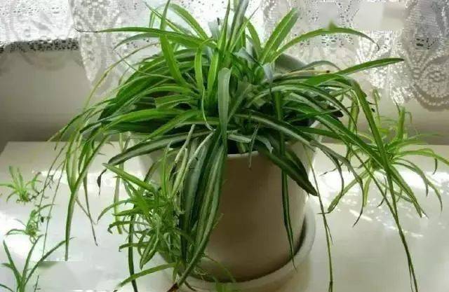 盆栽浇水多久一次 ebe7883da1f84ab0b3a0bf397625c041.jpeg