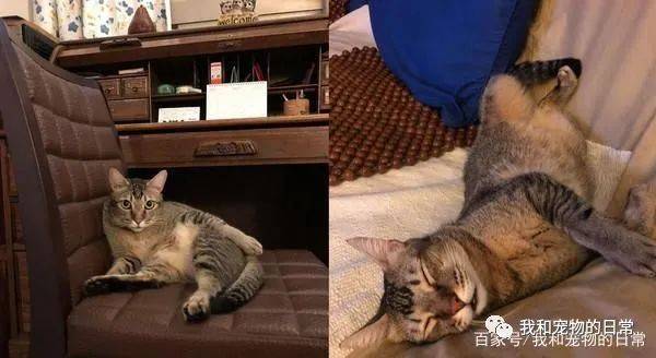 军人口述夜狸猫事件_夜狸猫事件图片大全
