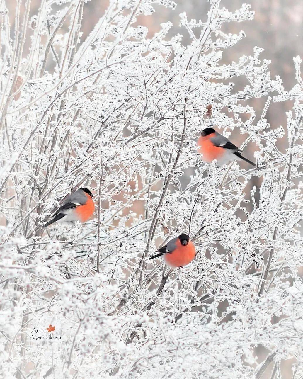 都还蜷缩在温暖的被窝里时,它们就已经早早地在寒风中穿梭,雪地里雀跃