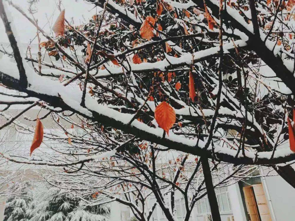 无声诗 | 岁末将至,敬颂冬绥