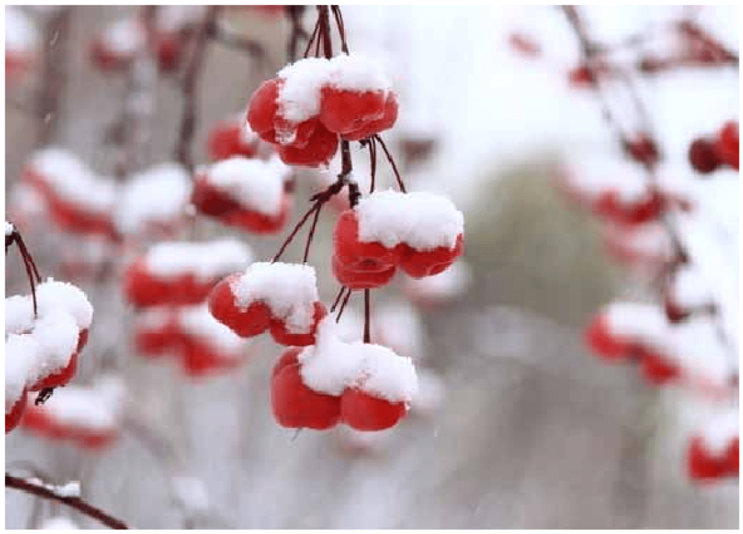 覆雪海棠果,图片来源杨润溪