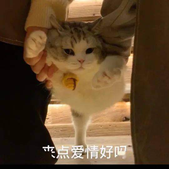 网红猫咪拖地猫大头表情包十二