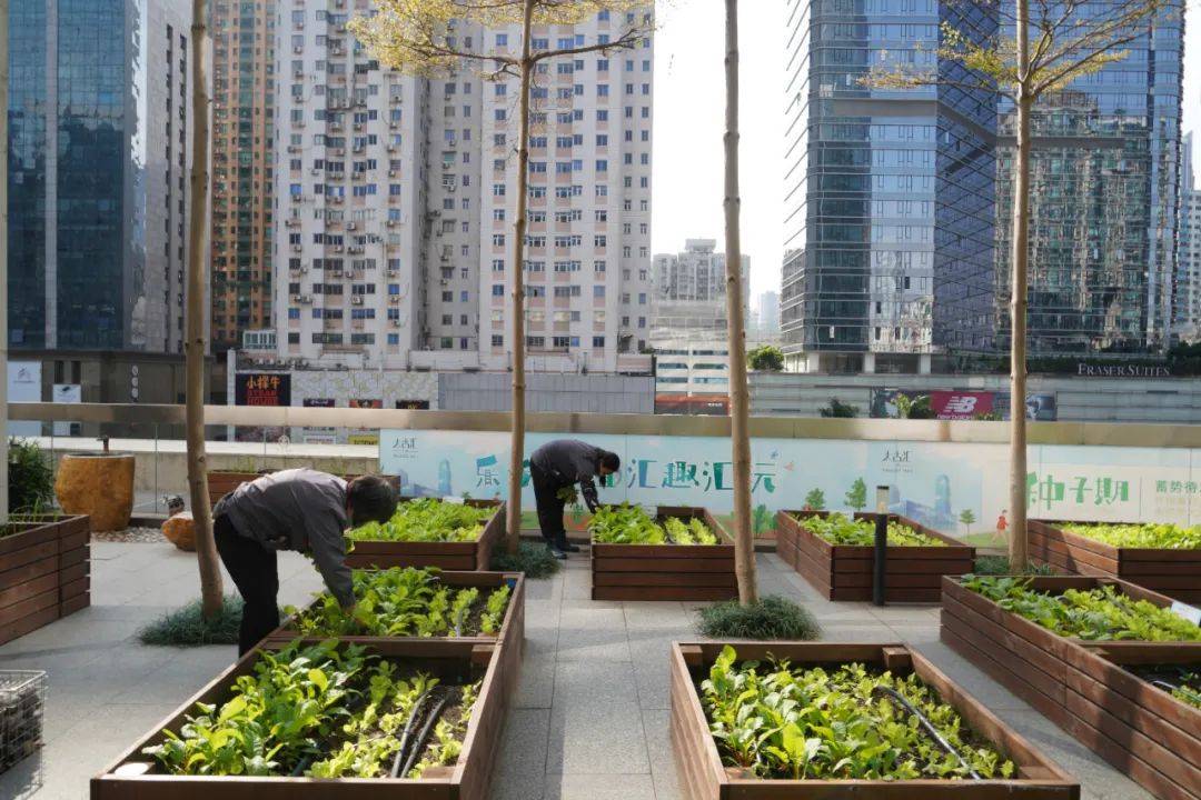 没人能阻挡中国人种菜广州最豪商场屋顶惊现菜园